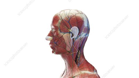 Anatomy of a male head, illustration - Stock Image - F037/8878 - Science Photo Library