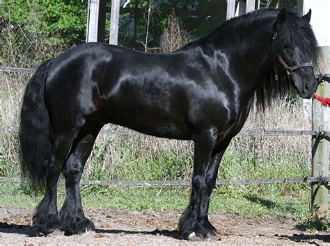 Dales pony - Alchetron, The Free Social Encyclopedia