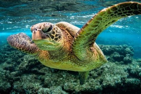 Snorkel Tours Oahu - Best Snorkeling Tour on Oahu, HI