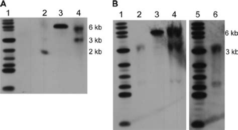 Southern blot analysis of disruption mutants. (A) Southern blot results... | Download Scientific ...