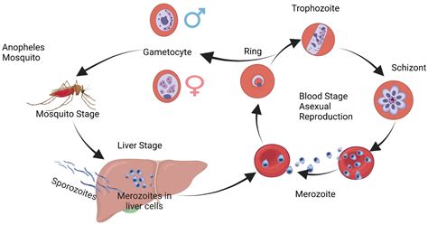 Cells | Free Full-Text | Camillo Golgi’s Impact on Malaria Studies