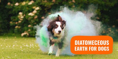 10 Diatomaceous Earth For Dogs — The Best Natural Killer of Parasites?