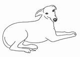 Whippet Coloring Pages sketch template
