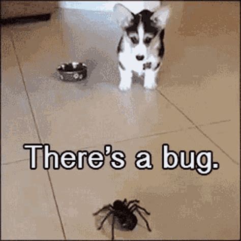 Theres A Bug No Its A Spider GIF - Theres A Bug No Its A Spider Run Away Run - Discover & Share GIFs