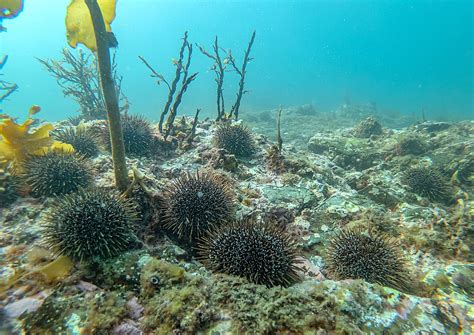 Kina Dredging in Marlborough Sounds Must Stop! | Council of Outdoor Recreation Associations of ...