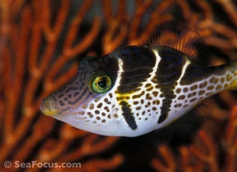 Filefish – image gallery | marine species information | diving photos ...