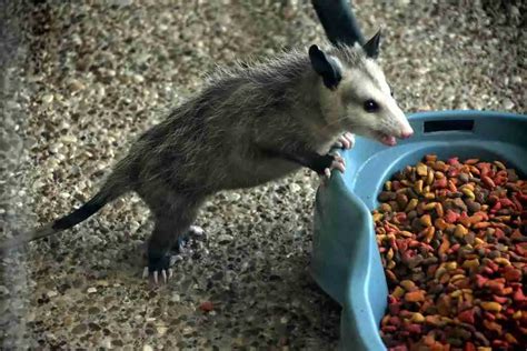 What Do Baby Opossum Eat?