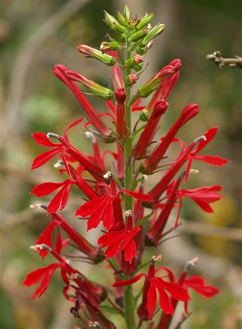 Flor de cardenal / Cardinal flower (Lobelia cardinalis), I… | Flickr