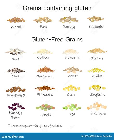 A Variety of Gluten Free and Containing Gluten Grains. Stock Vector - Illustration of millet ...