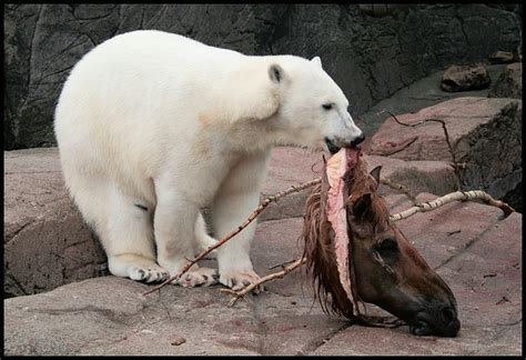 polar bear eating horses head | for all those people saying … | Flickr