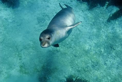 Turkey uses unique methods to protect endangered Mediterranean monk seals | Daily Sabah