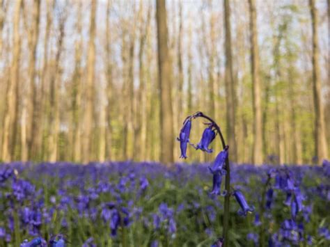 When to visit the Bluebells at the Hallerbos in Belgium - Wandering the ...