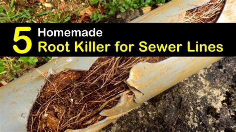 5 Homemade Root Killer for Sewer Lines Tips and Recipes