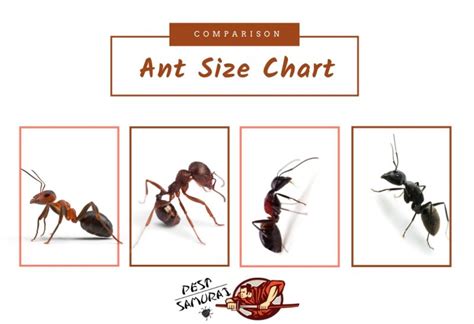 What Does A Carpenter Queen Ant Look Like - Picture Of Carpenter