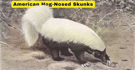 American Hog-Nosed Skunk: Diet, Behavior, and Facts