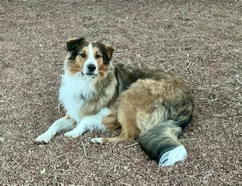 Collie Mix, Rough Collie, English Shepherd, Australian Shepherd, Welsh ...