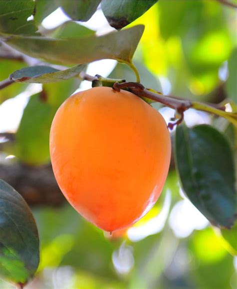 Hachiya Persimmon — Raintree Nursery