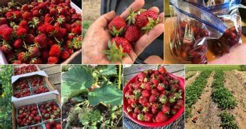 20 Top Strawberry Harvesting Tips – Strawberry Plants