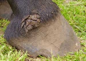 Hoof Abscess - when being 'kind' is cruel - Natural Horse World