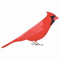 Pied Northern Cardinal PNG File | PNG Mart