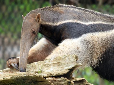 Giant Anteater | Alexandria Zoo