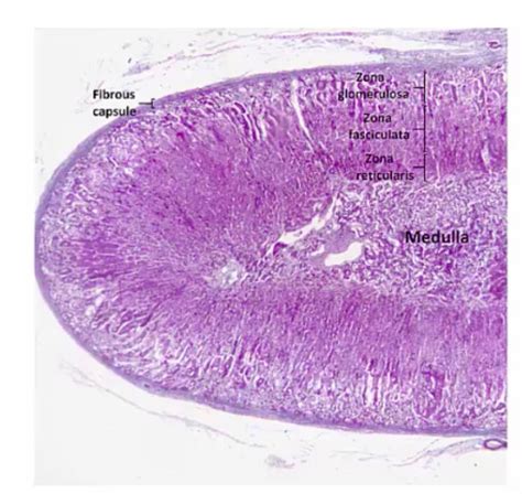 03 Adrenal Gland - My Wiki