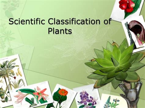 PPT - Scientific Classification of Plants PowerPoint Presentation, free ...