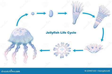 Jellyfish Life Cycle for Kids Education Stock Vector - Illustration of ...