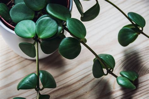 Peperomia Hope Care, Propagation, and More | Sprouts and Stems