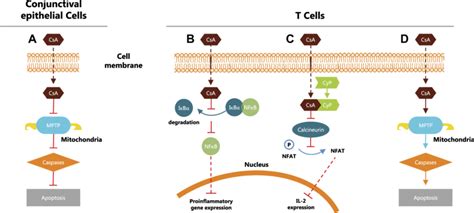 Mechanism of action of cyclosporine A. (A) Inhibits intrinsic... | Download Scientific Diagram