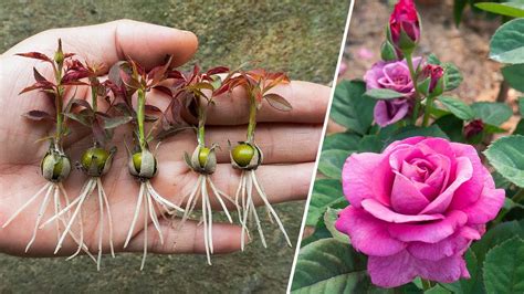 The method of growing red roses from buds the whole world does not know ...