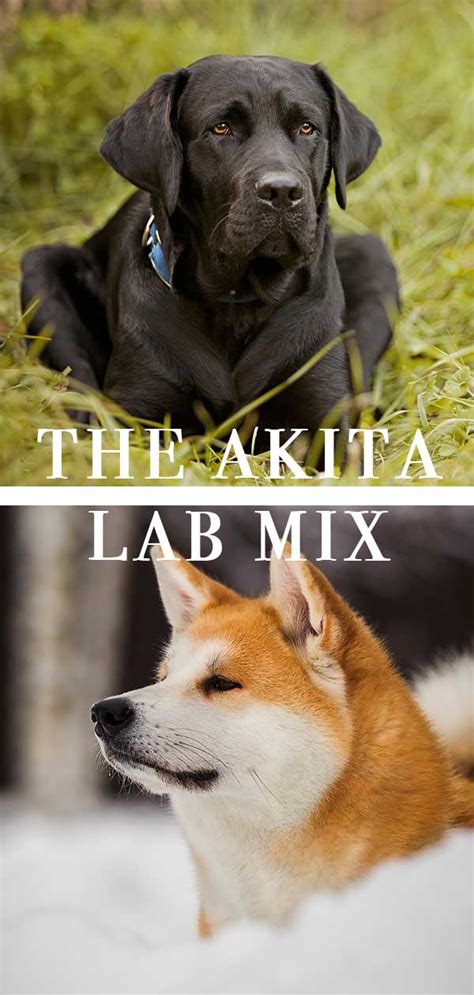 Akita Lab Mix: Great Guard Dog or Fabulous Family Pet?