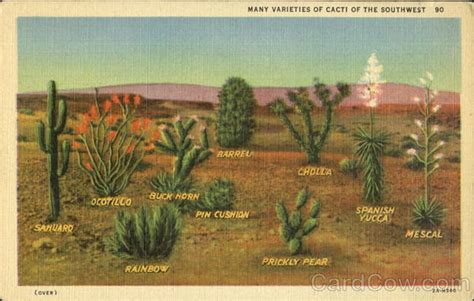 Many Varieties of Cacti of the Southwest Cactus & Desert Plants