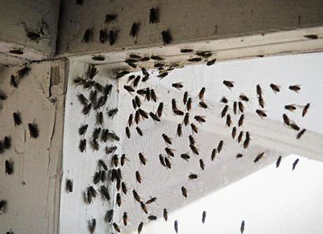 How To Quickly Get Rid of House Flies and Fruit Flies