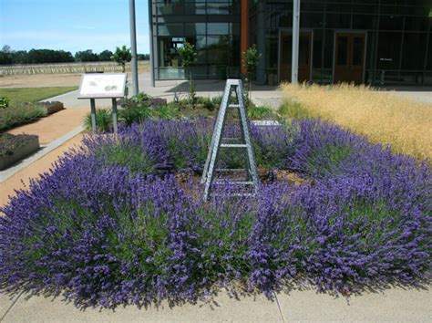 Lavender Hidcote 6" Pot - Hello Hello Plants & Garden Supplies