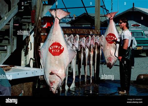 Atlantic Halibut Stock Photo - Alamy