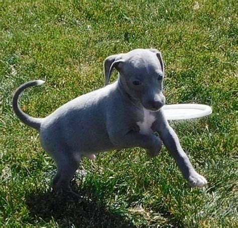 Blue Italian Greyhound Puppy 659588 | PuppySpot