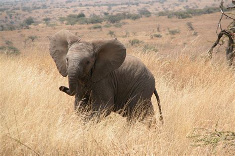 Baby African Bush Elephant