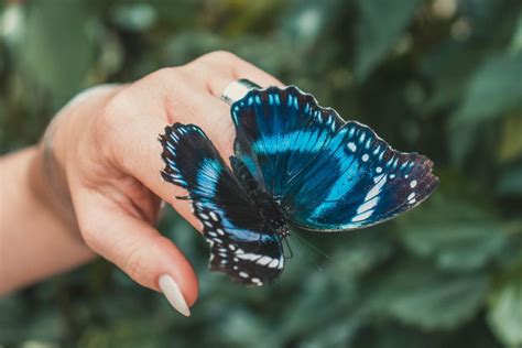 Blue Butterfly Meaning: The 8 True Spiritual Messages