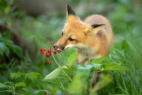 Fox Food, Fox Eat, Animals And Pets, Cute Animals, Pet Snake, Fox Tattoo, Cute Fox, Red Fox, Red ...