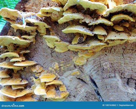 A Group of Fungi Grow on a Fallen Tree Stock Photo - Image of fungi, dangerous: 100163862