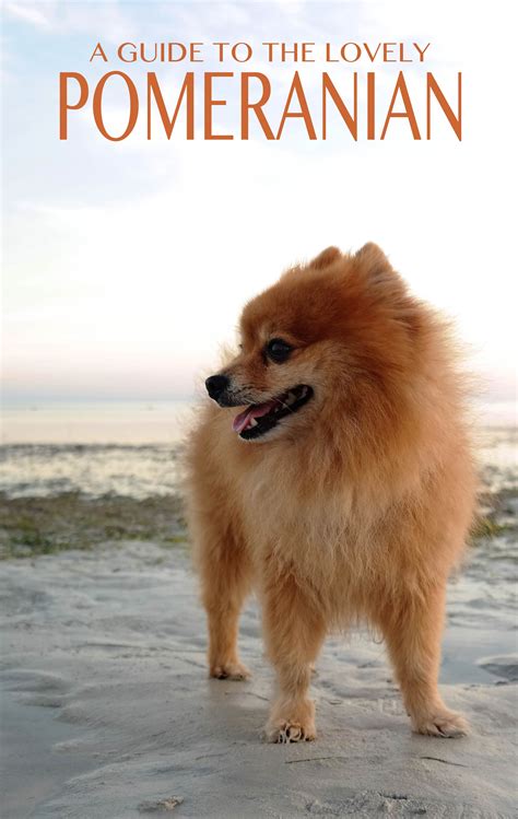 Pomeranian Dog Breed Characteristics and Care