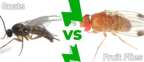 Gnats vs Fruit Flies: 4 Key Differences - IMP WORLD