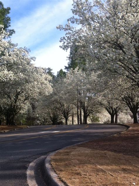 Vestavia Hills, AL in the spring | Favorite places, Country roads, Vestavia hills