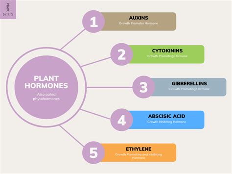 Plant Hormones: Gibberellins and Abscisic acid - My Biology Dictionary