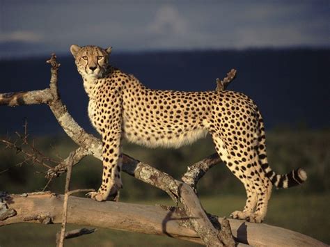 Puntos negros | CHEETAHS BEAUTIFUL!!! | Pinterest | Puntos negros ...