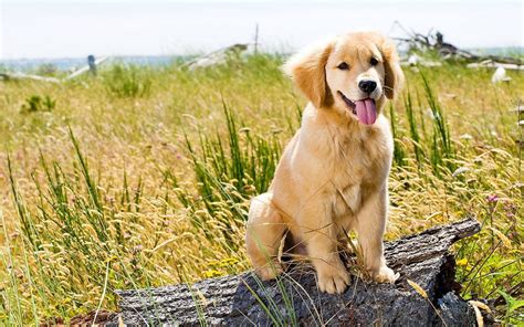 Summer Golden Retrievers Wallpapers - Wallpaper Cave