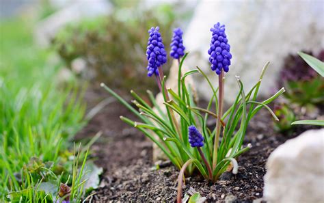 Are grape hyacinths good for you? | The Independent