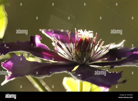 Clematis blue flower Stock Photo - Alamy