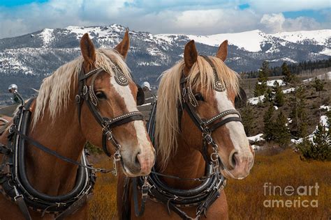 Matching team of Belgian draft horses in harness ready to be hitched ...